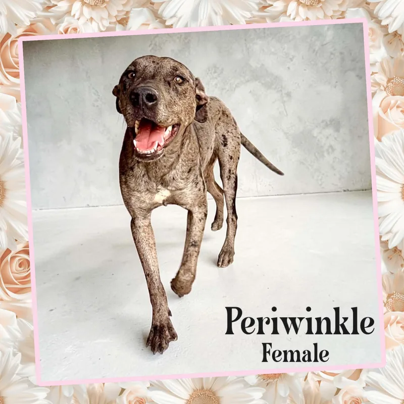Periwinkle thumbnail 2