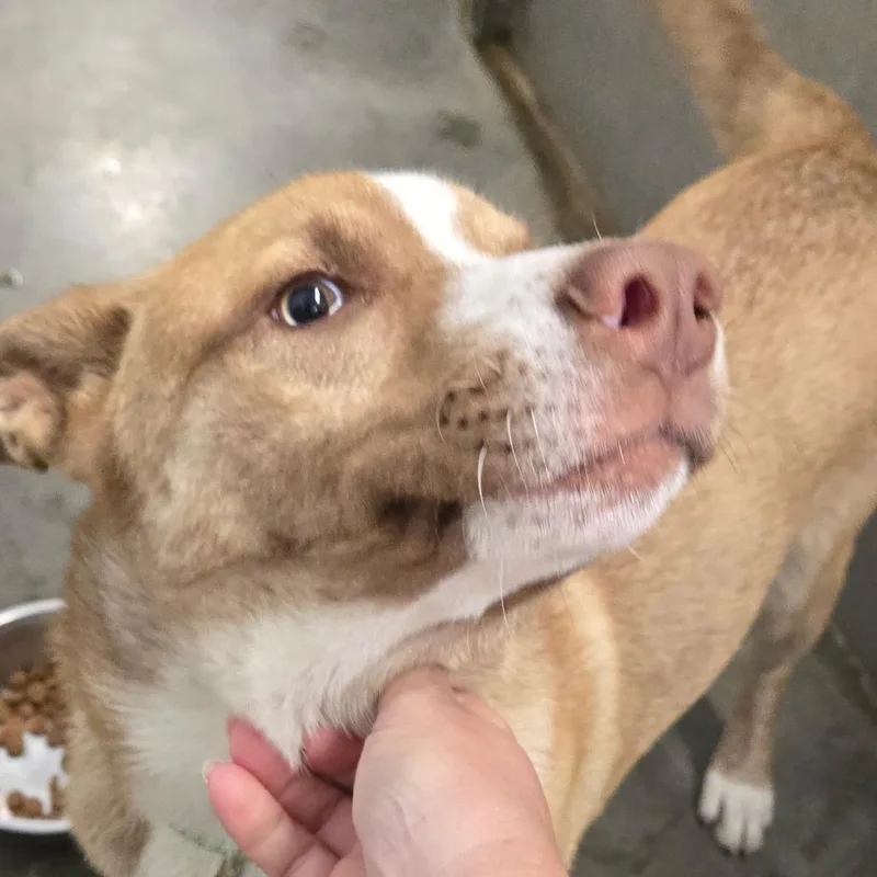 An adult medium-sized male Yellow / Tan / Blond / Fawn Husky dog named Draco for adoption in Hannibal, MO