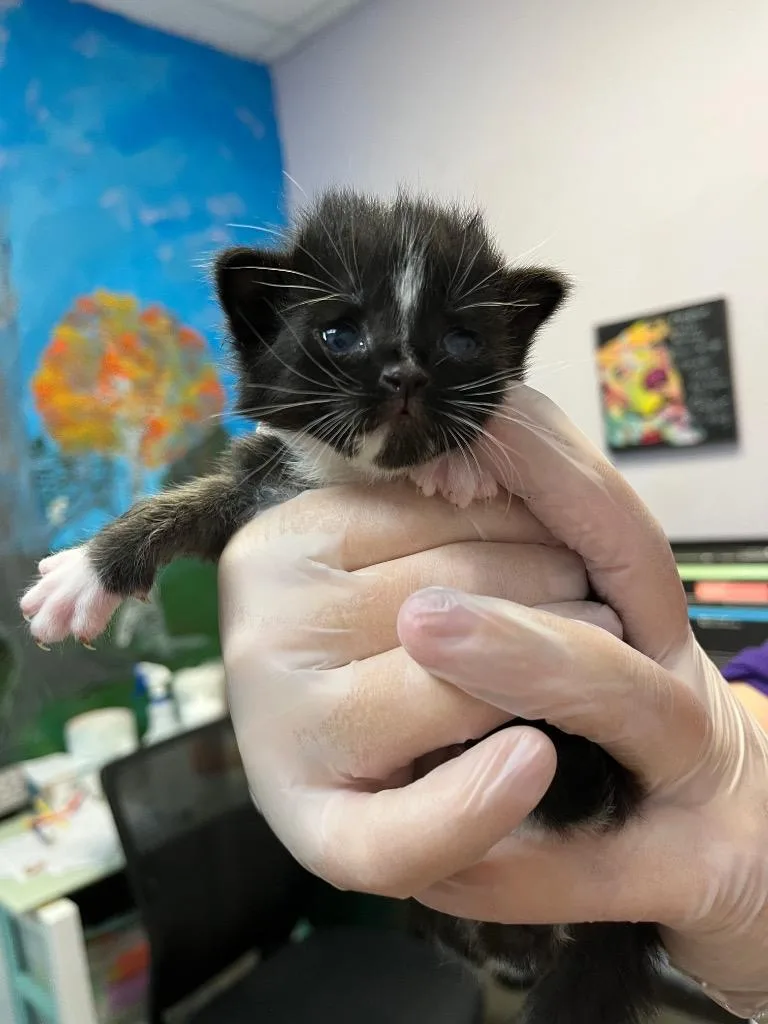 A baby medium-sized male Domestic Short Hair cat named Björnsson for adoption in New Braunfels, TX