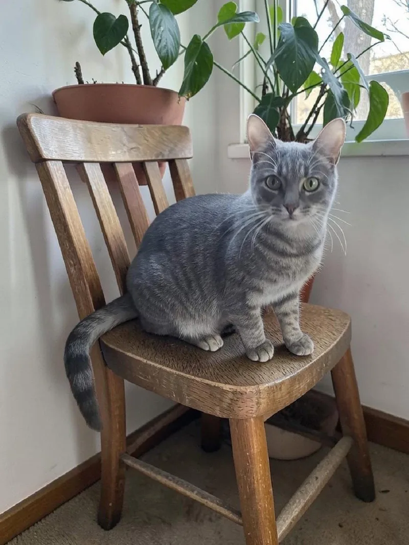 An adult medium-sized male Domestic Short Hair cat named Conway for adoption in Camden, TN