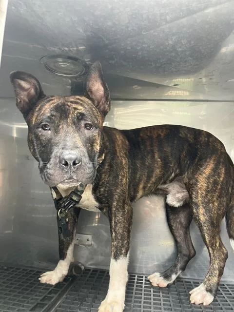 A young medium-sized male Mixed Breed dog named Dobie for adoption in Dallas, TX