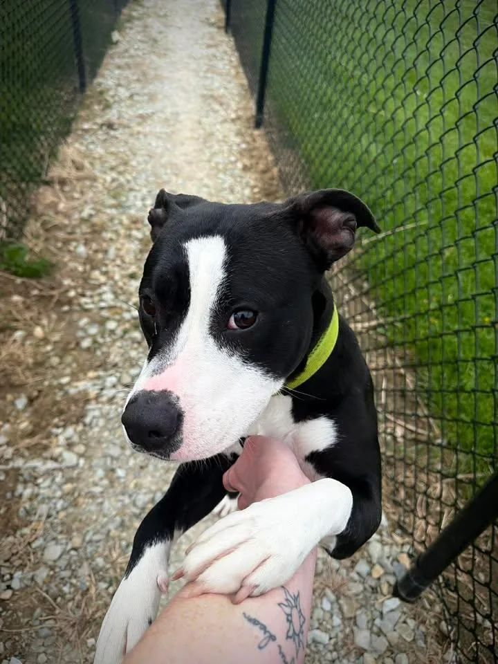 A young medium-sized female Black Pit Bull Terrier dog named Harmony for adoption in Greensburg, IN