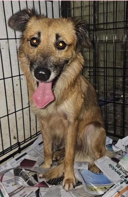 An adult medium-sized female Shepherd dog named Leia for adoption in Virginia Beach, VA