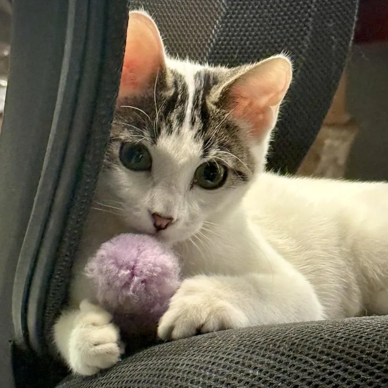 Meow Meow thumbnail 2