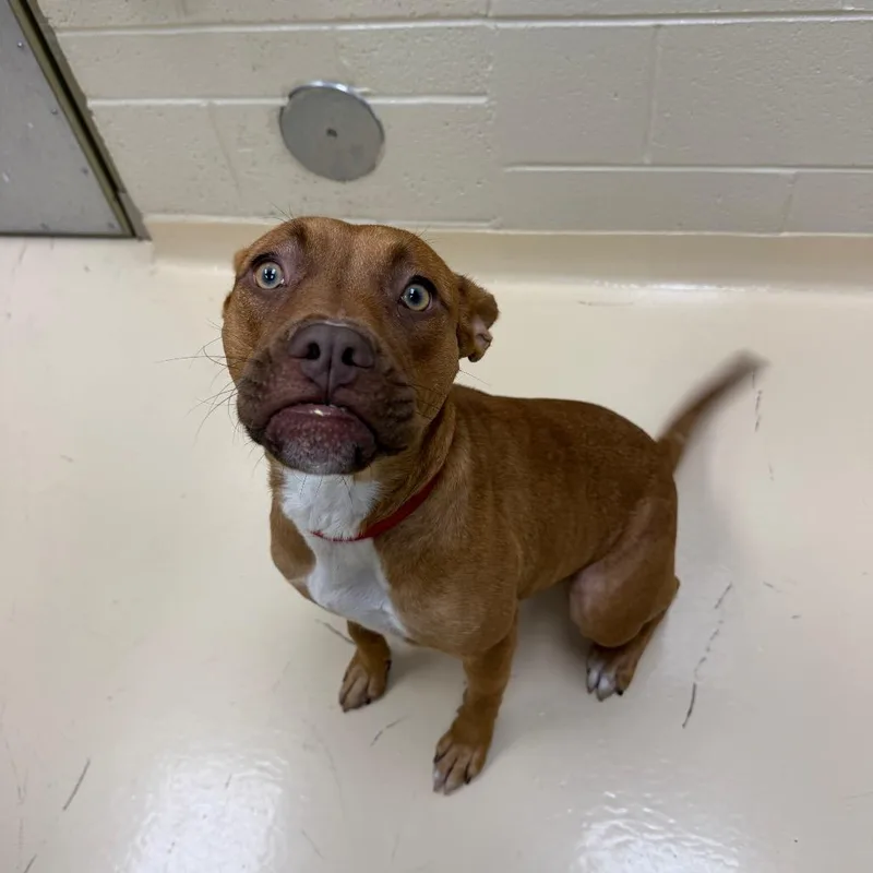 A young medium-sized female Brown / Chocolate Mixed Breed dog named C. Breezy for adoption in Winston-Salem, NC