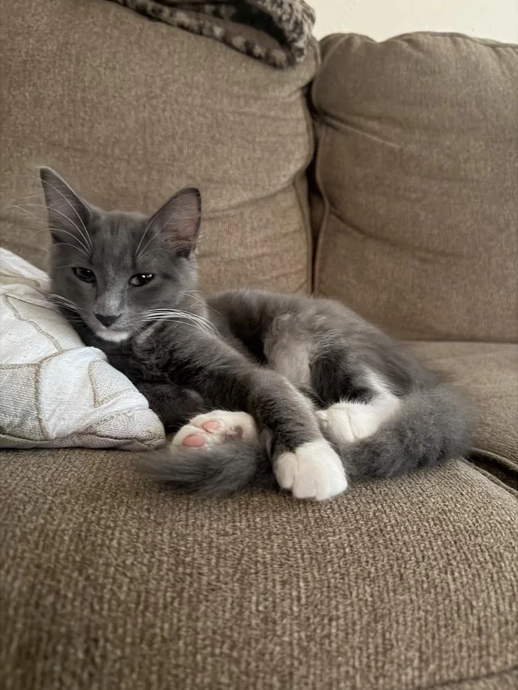 A baby small-sized female Gray & White Domestic Short Hair cat named Lita for adoption in Dallas, TX