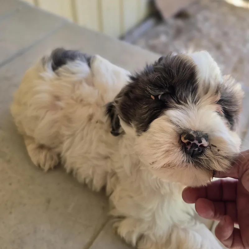 A baby small-sized male Gray / Blue / Silver Cockapoo dog named Gismo for adoption in Zaleski, OH