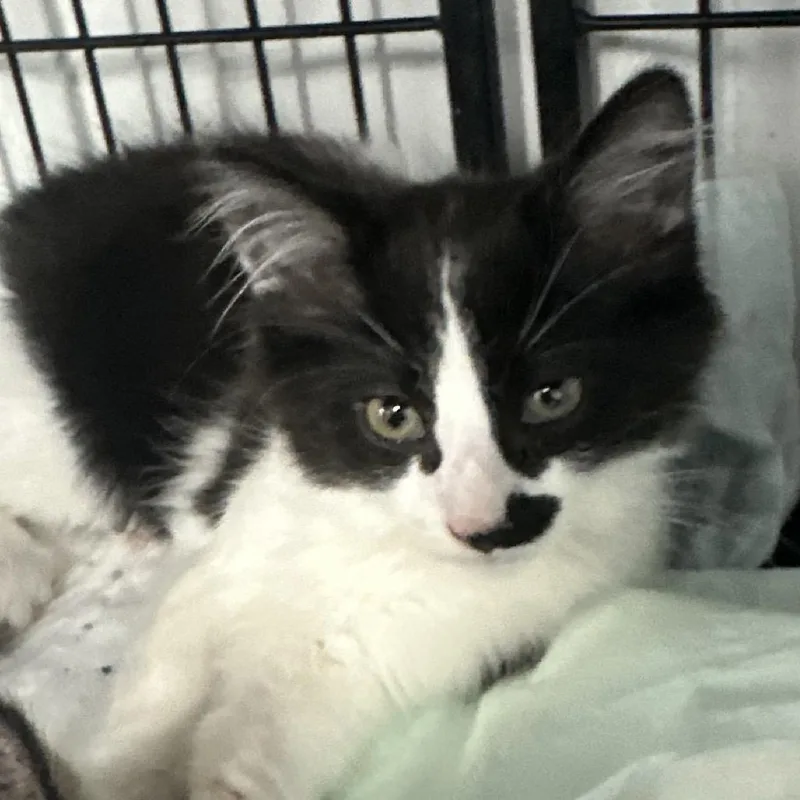 A baby small-sized male Domestic Short Hair cat named Landon for adoption in Corbin, KY