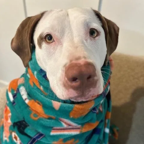 An adult large-sized female White / Cream Hound dog named Leesa for adoption in Andover, MA