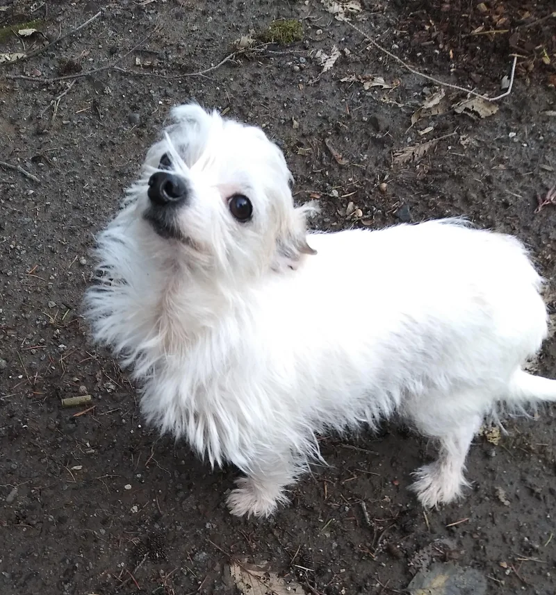 A senior small-sized male White / Cream Terrier dog named Gerald for adoption in Orange, CA