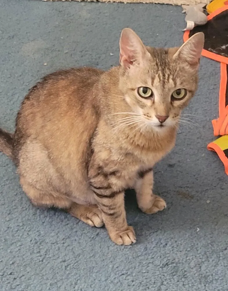 An adult medium-sized female Domestic Short Hair cat named Clementine for adoption in Dallas, TX