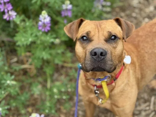 A young large-sized male Pit Bull Terrier dog named Hashbrown for adoption in Portland, OR