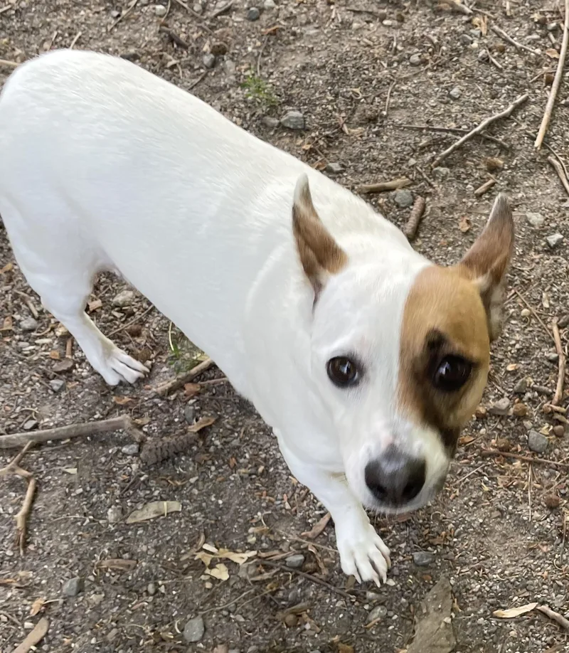 An adult small-sized female White / Cream Jack Russell Terrier dog named Puddles for adoption in Heathsville, VA