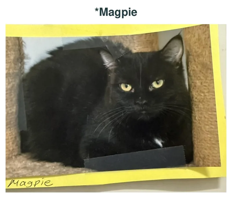 An adult medium-sized female Black Domestic Short Hair cat named Magpie for adoption in Richland Center, WI