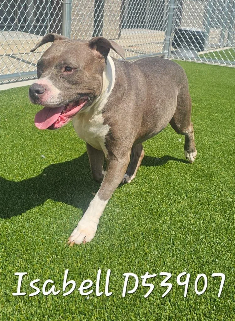 A senior large-sized female Pit Bull Terrier dog named Isabell for adoption in Clarksville, TN