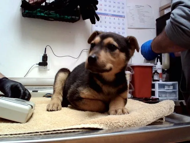 A baby small-sized female German Shepherd Dog dog named Penny for adoption in Martinez, CA