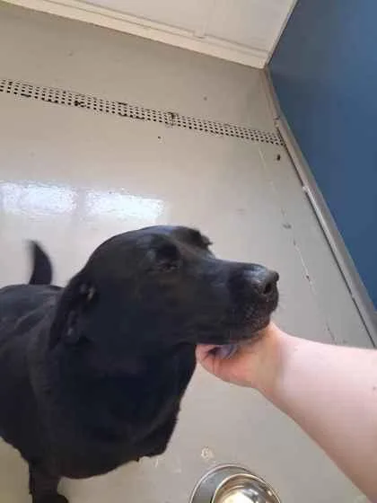 An adult large-sized female Labrador Retriever dog named Juno for adoption in Mount Pleasant, IA