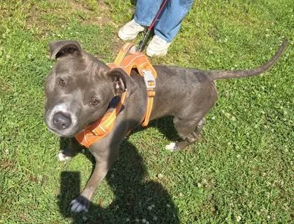 An adult medium-sized male Pit Bull Terrier dog named Tyson for adoption in East Brookfield, MA