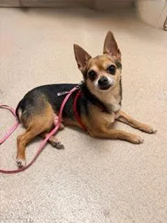Chico