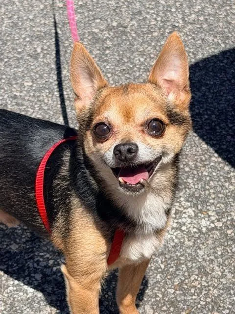 Chico thumbnail 2