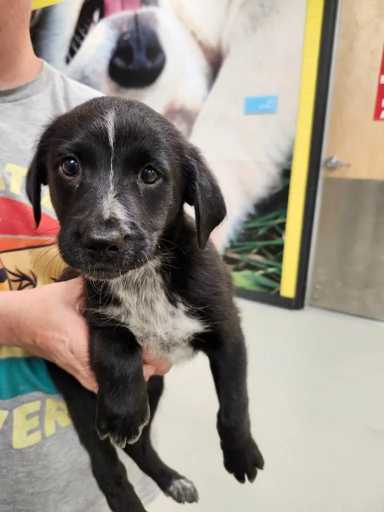 A baby medium-sized female Australian Cattle Dog / Blue Heeler dog named Umaima  AC  for adoption in Greeneville, TN