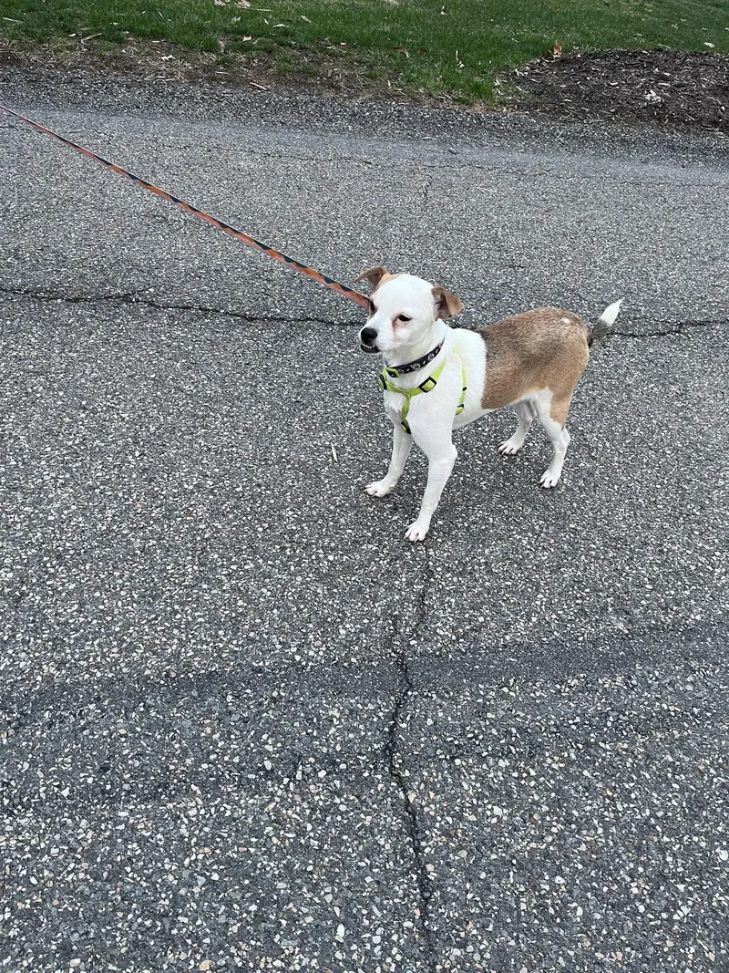 A young medium-sized male Beagle dog named Terrence for adoption in PITTSBURGH, PA