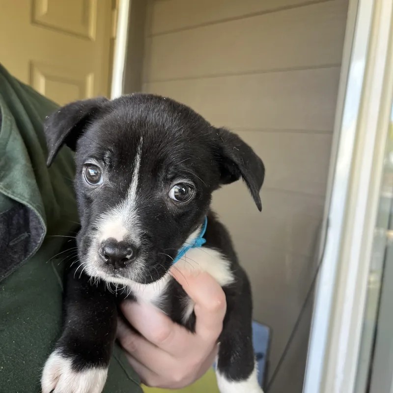 A baby medium-sized male Border Collie dog named Bobby  Dean  for adoption in Woodland Hills, CA