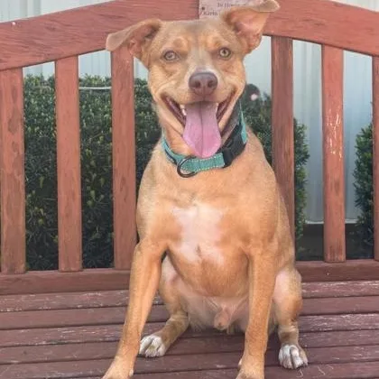 A young medium-sized male Mixed Breed dog named Murphy for adoption in Quincy, IL