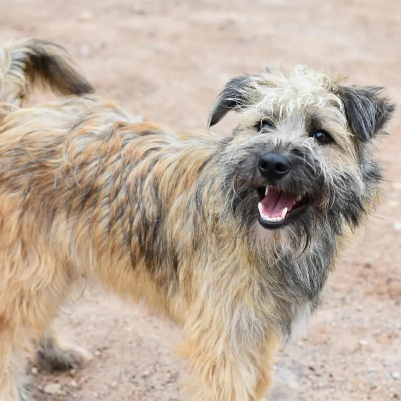 An adult medium-sized male Golden Shih poo dog named Benji for adoption in Crosby, TX
