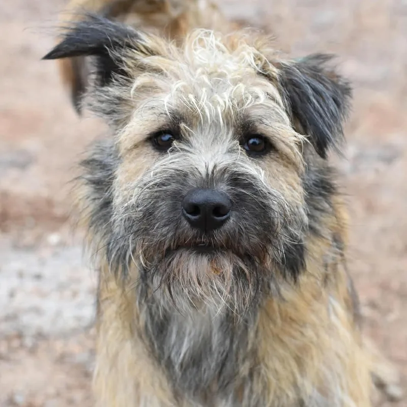 Benji thumbnail 5