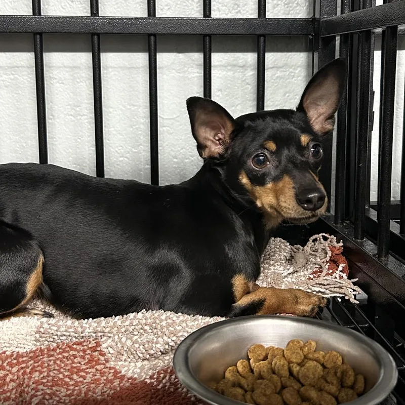 A young small-sized female Black Miniature Pinscher dog named Rosa for adoption in Jupiter, FL