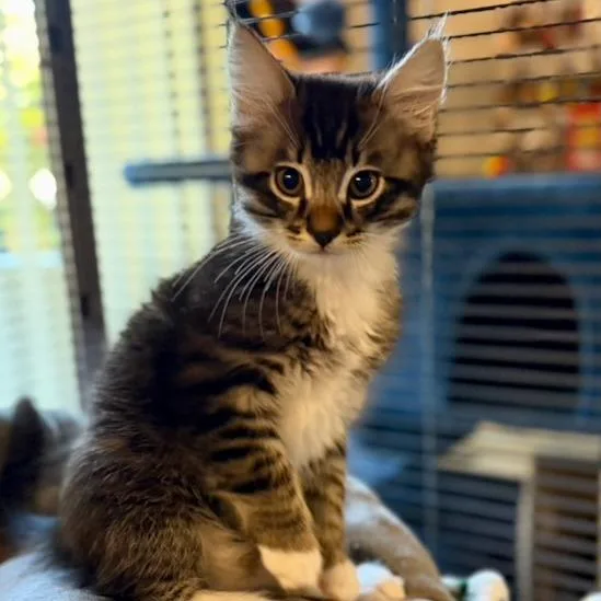 A baby small-sized male Gray / Blue / Silver Domestic Medium Hair cat named Dorian for adoption in Pleasanton, CA