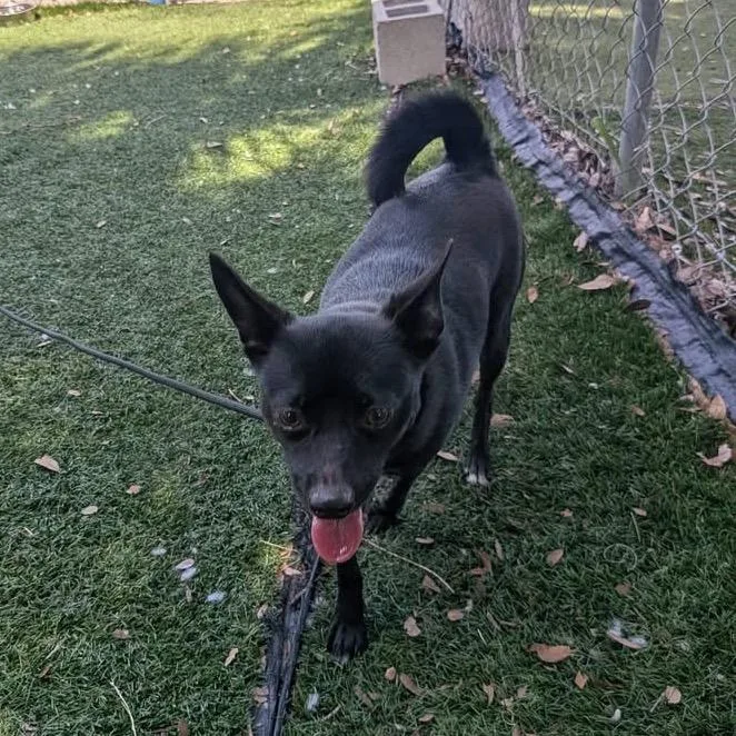 A young small-sized female Black Chihuahua dog named Barb for adoption in Port Richey, FL