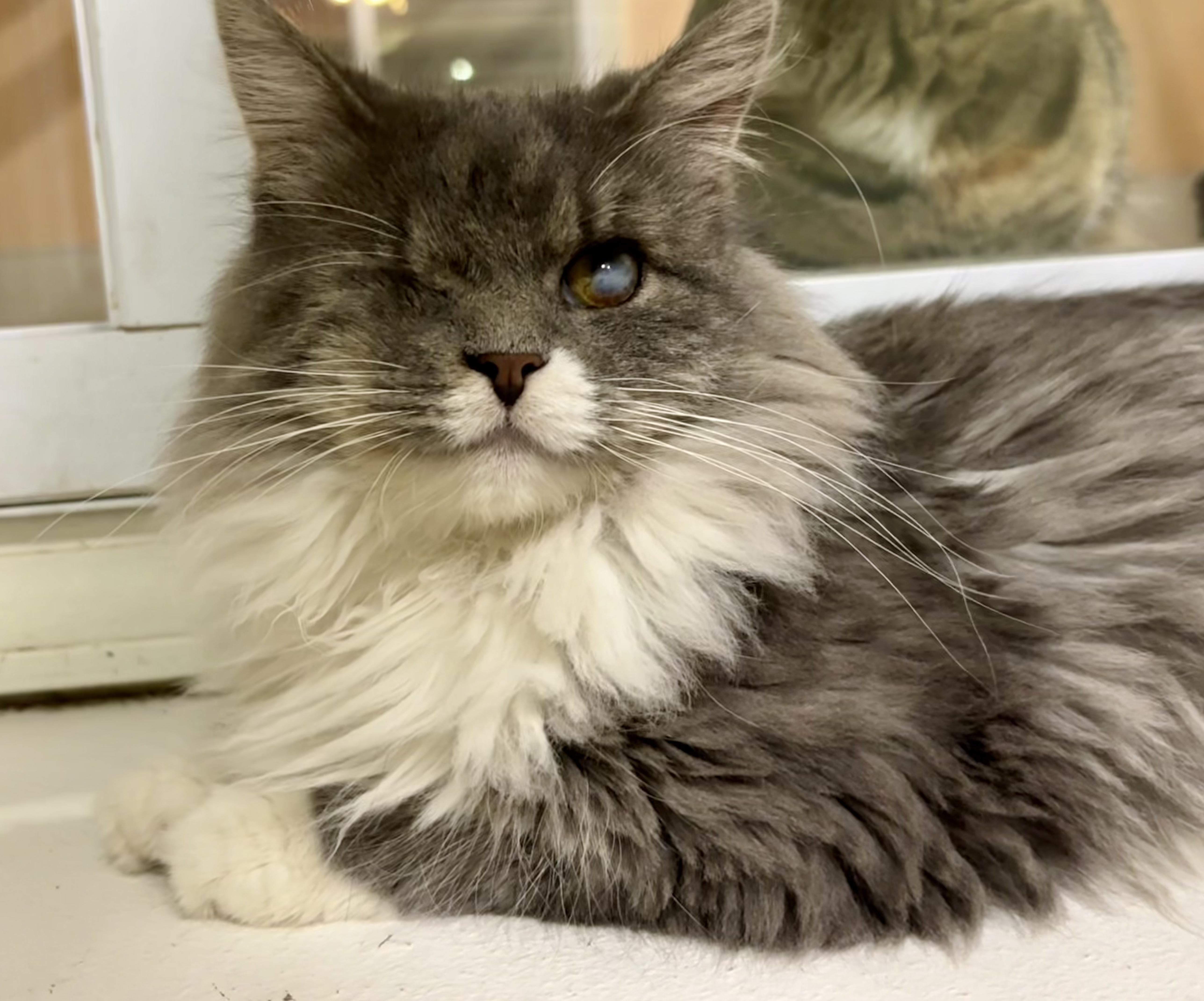 A senior medium-sized female Gray & White Domestic Long Hair cat named Helen for adoption in Shenandoah, IA