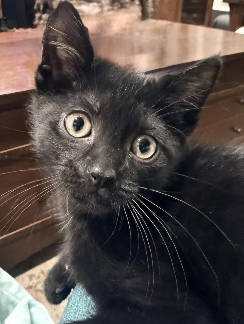 Ninja