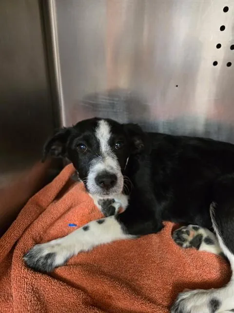 A baby small-sized female Australian Cattle Dog / Blue Heeler dog named Nova for adoption in Rancho Cucamonga, CA