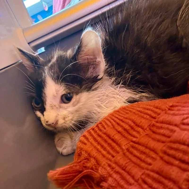 A baby small-sized male Black Domestic Short Hair cat named Grizzly for adoption in Pauls Valley, OK