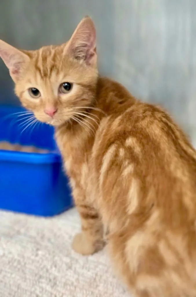 A baby medium-sized male Domestic Short Hair cat named Mason for adoption in Danielsville, GA