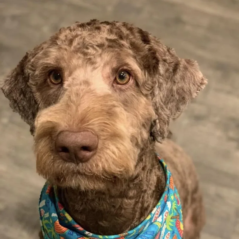 An adult large-sized male Brown / Chocolate Aussiedoodle dog named Bear for adoption in Oceanside , CA