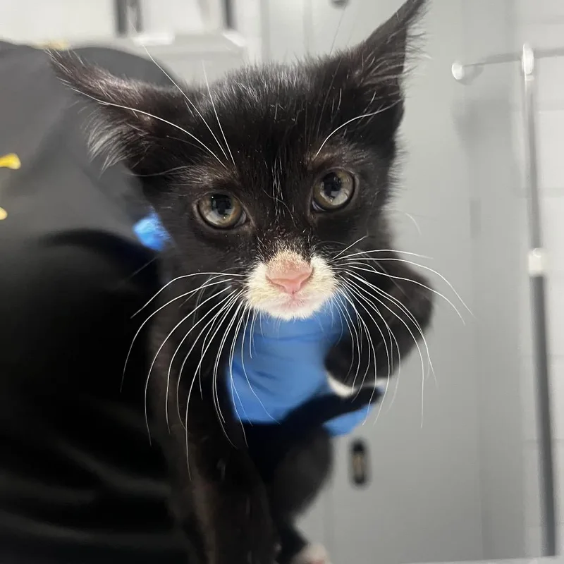 A baby small-sized male Black Domestic Short Hair cat named Lucas for adoption in Summerville, SC