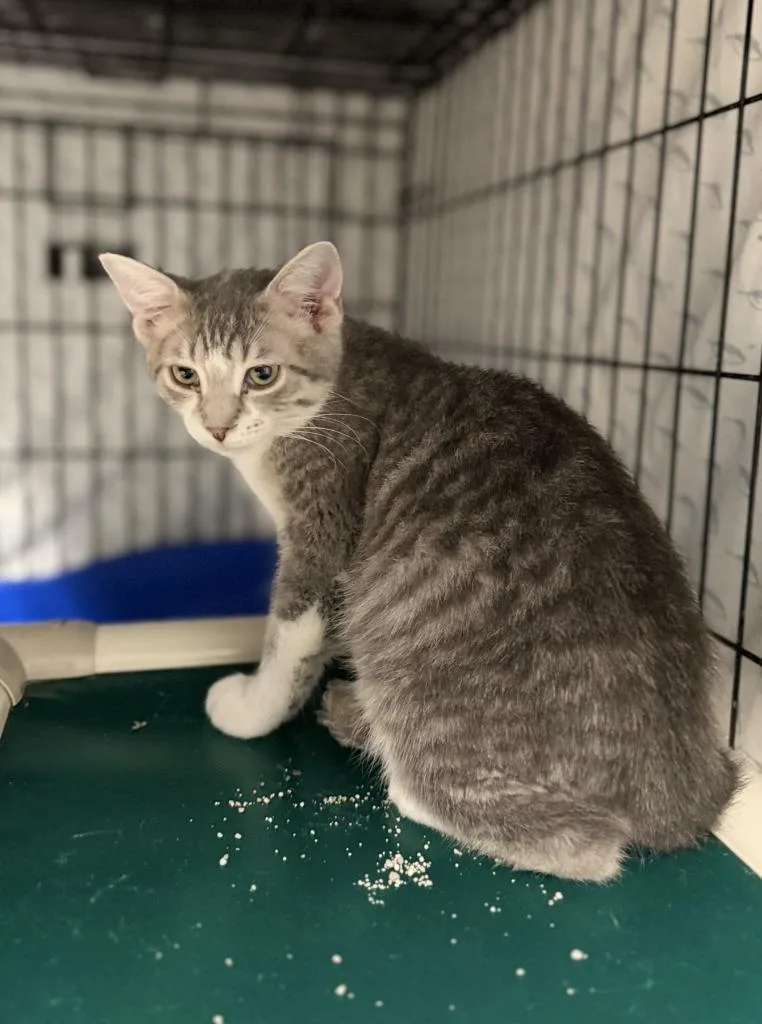 A young medium-sized female Domestic Medium Hair cat named Arizona for adoption in Hartford City, IN