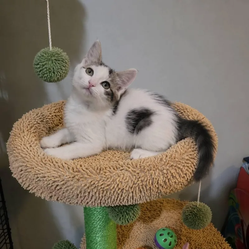 A baby medium-sized female White Domestic Short Hair cat named Mallory for adoption in Queen Creek, AZ