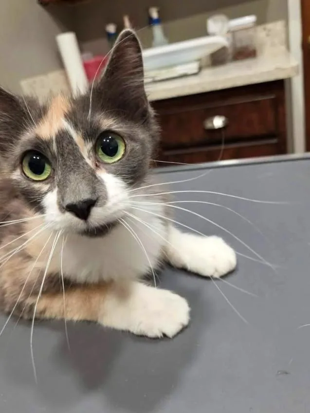 Lavender thumbnail 2