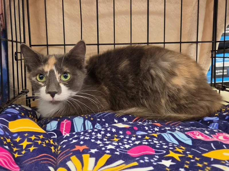 Lavender thumbnail 3