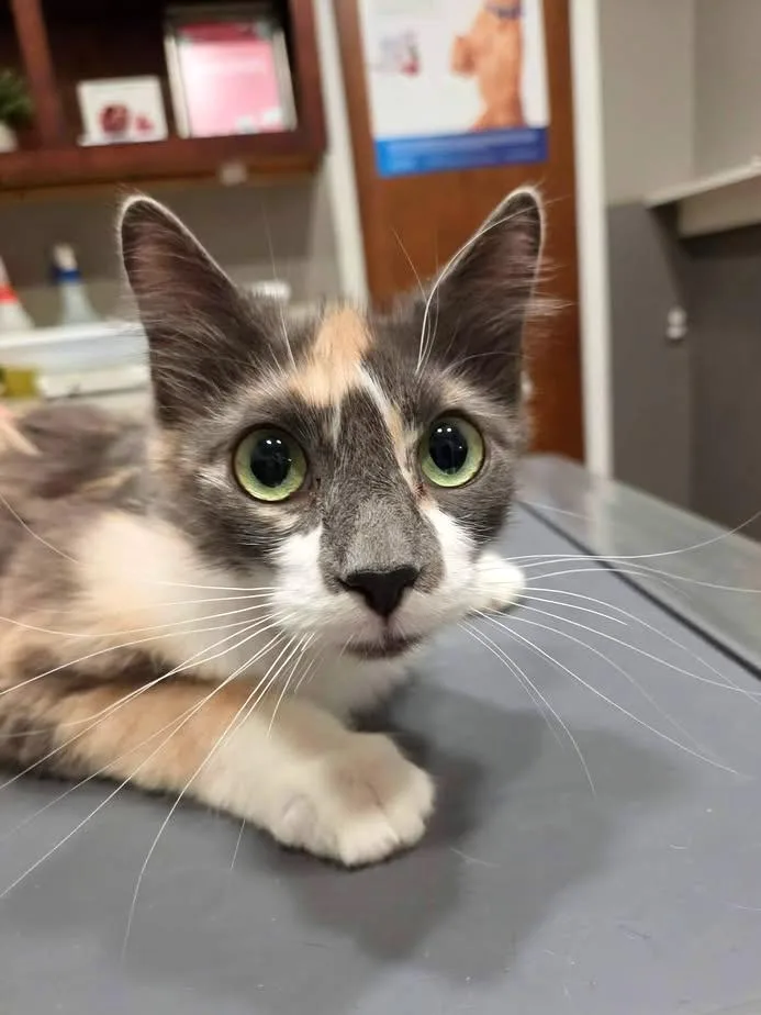 Lavender thumbnail 4