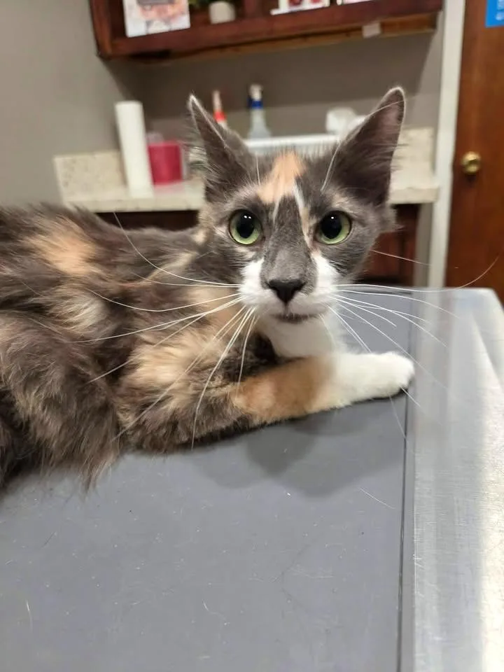 Lavender thumbnail 5