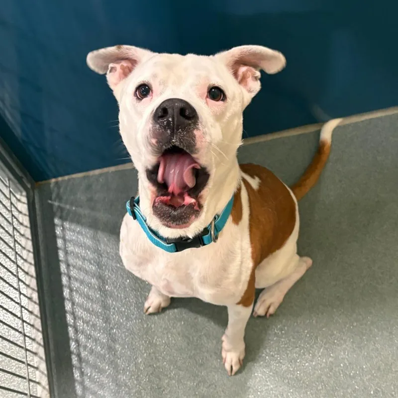 An adult medium-sized male Boxer dog named Miami for adoption in Chesapeake, VA