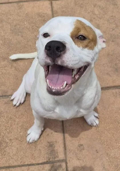 An adult large-sized female Terrier dog named Margo for adoption in Shreveport, LA