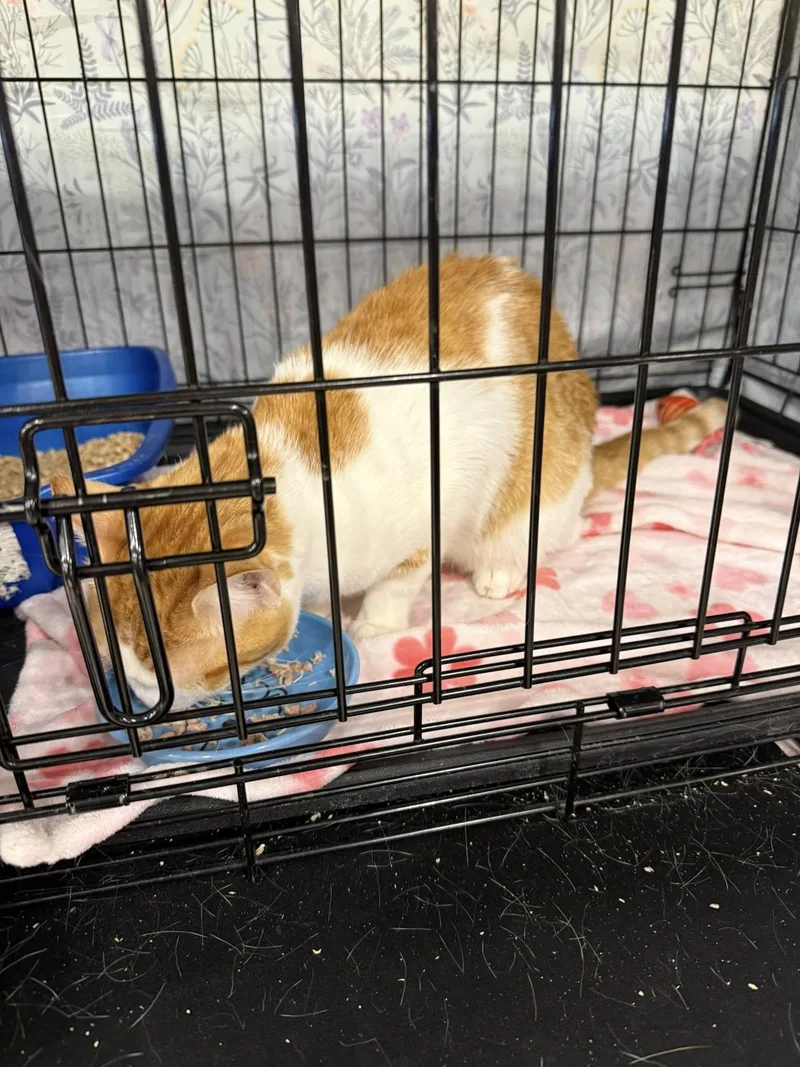 Frankie Knucles thumbnail 2