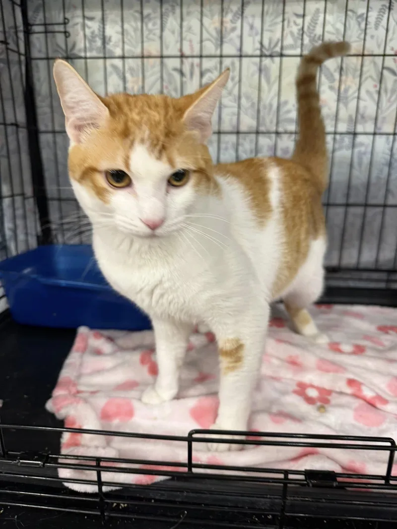 Frankie Knucles thumbnail 3